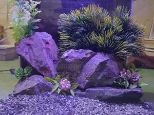 Crystal Clear Nano Glass Aquarium (9" × 6" × 8.2") | 3 Package Options