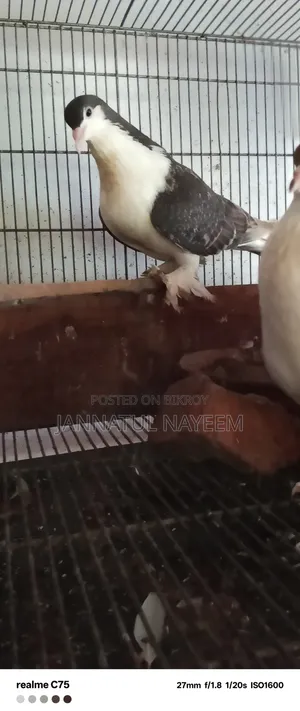এক জোড়া এডাল্ট সিরাজি