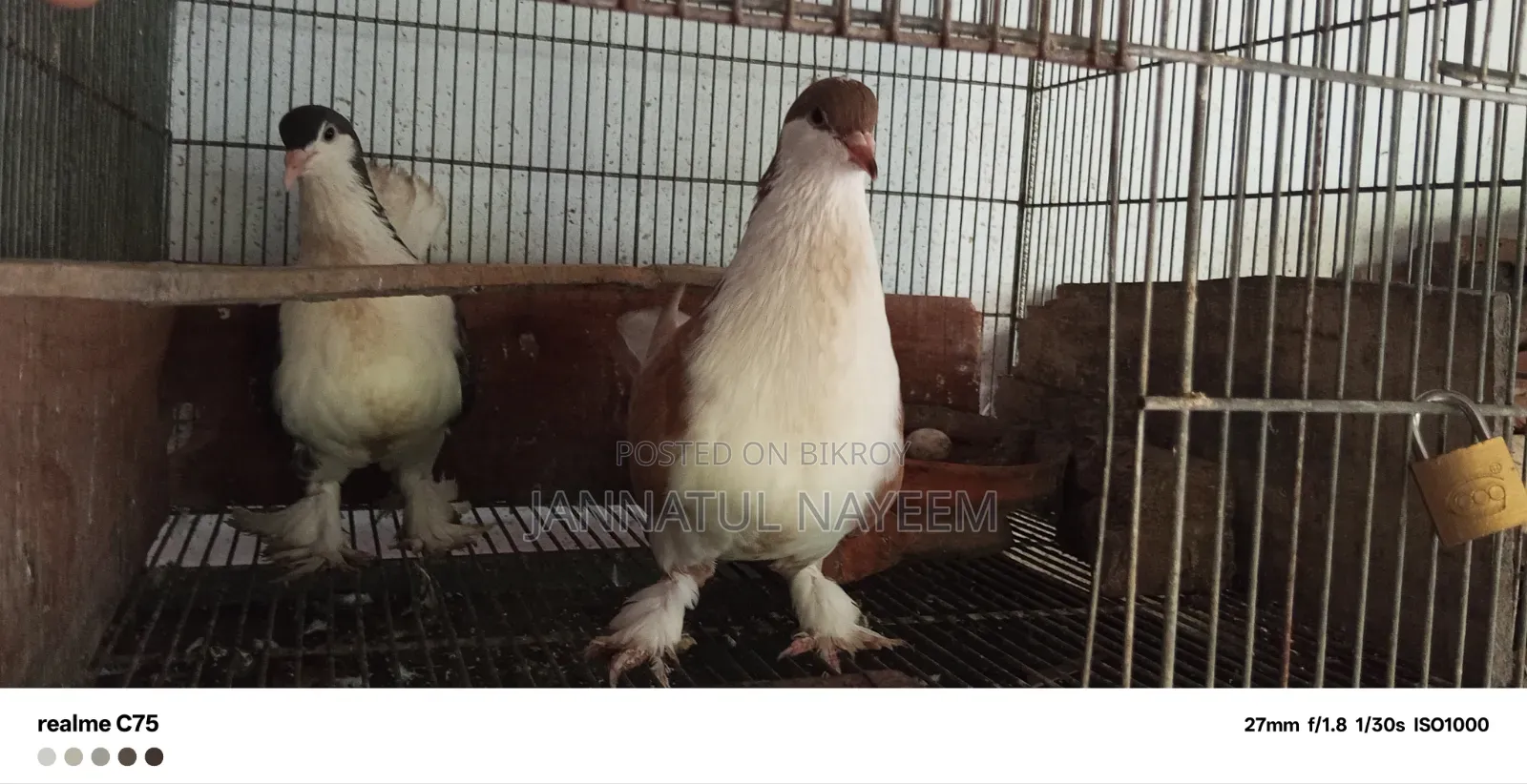 এক জোড়া এডাল্ট সিরাজি