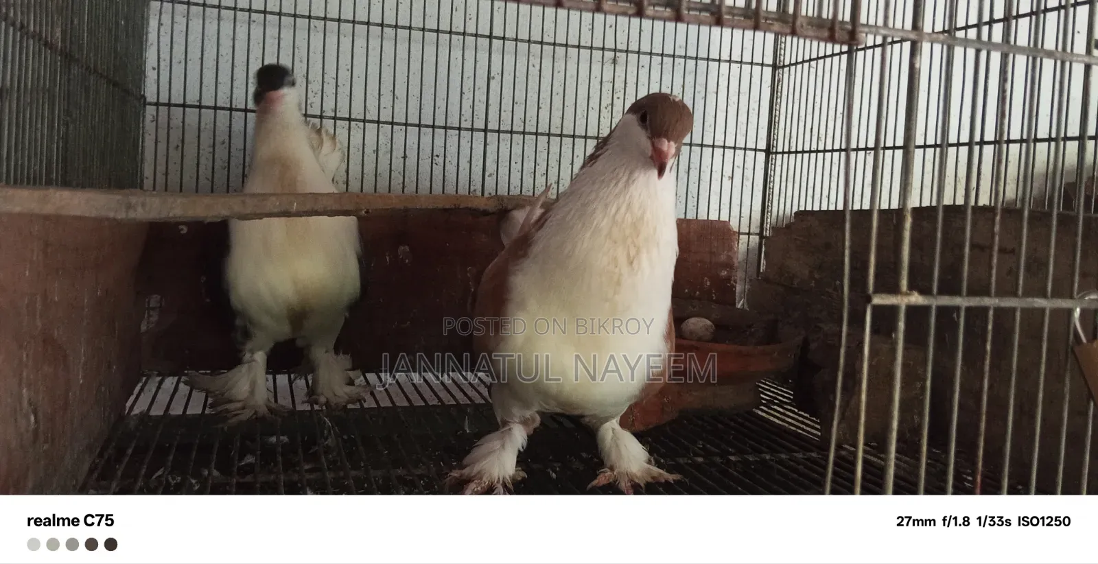 এক জোড়া এডাল্ট সিরাজি
