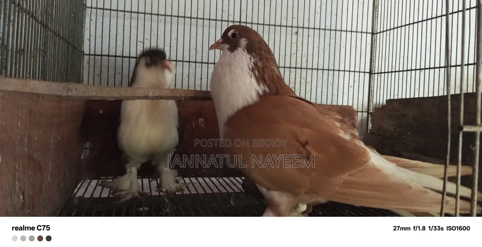 এক জোড়া এডাল্ট সিরাজি