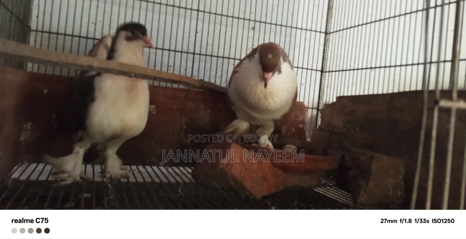 এক জোড়া এডাল্ট সিরাজি