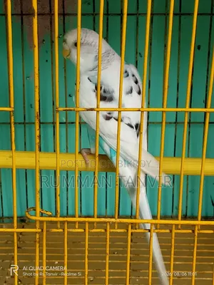 Adult Single Paired Budgerigar