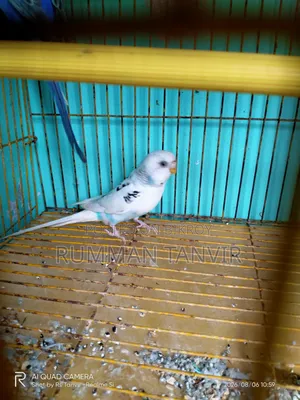 Adult Single Paired Budgerigar