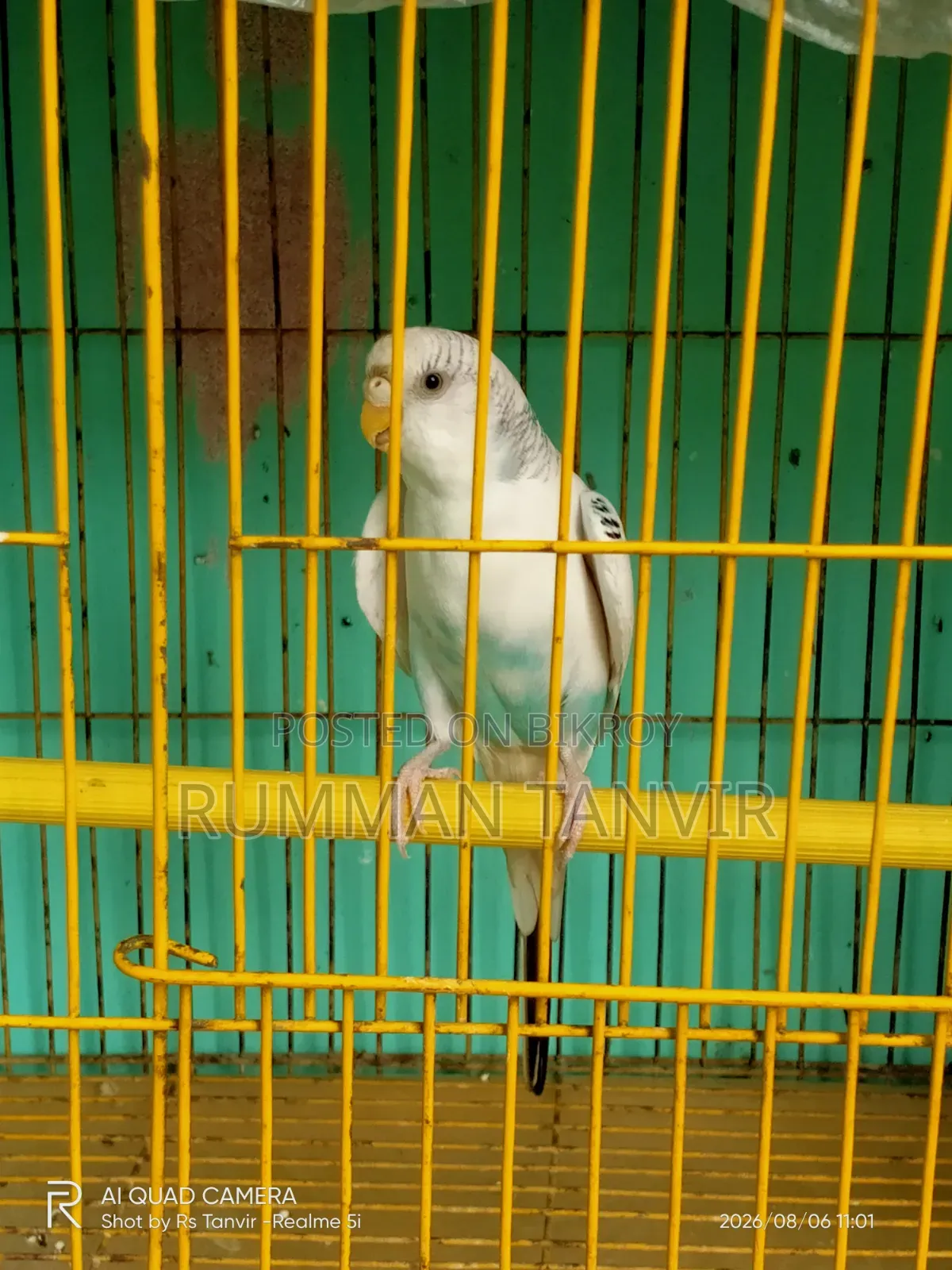 Adult Single Paired Budgerigar