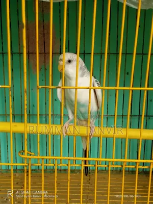 Adult Single Paired Budgerigar