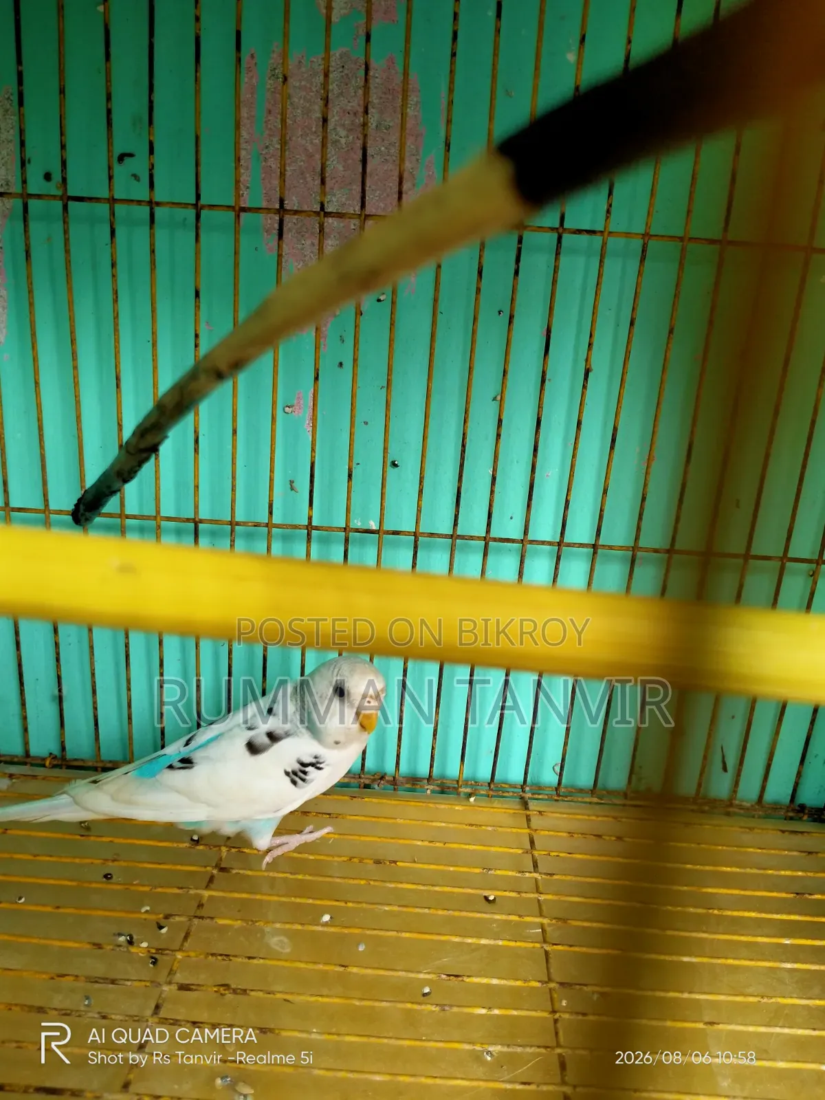 Adult Single Paired Budgerigar