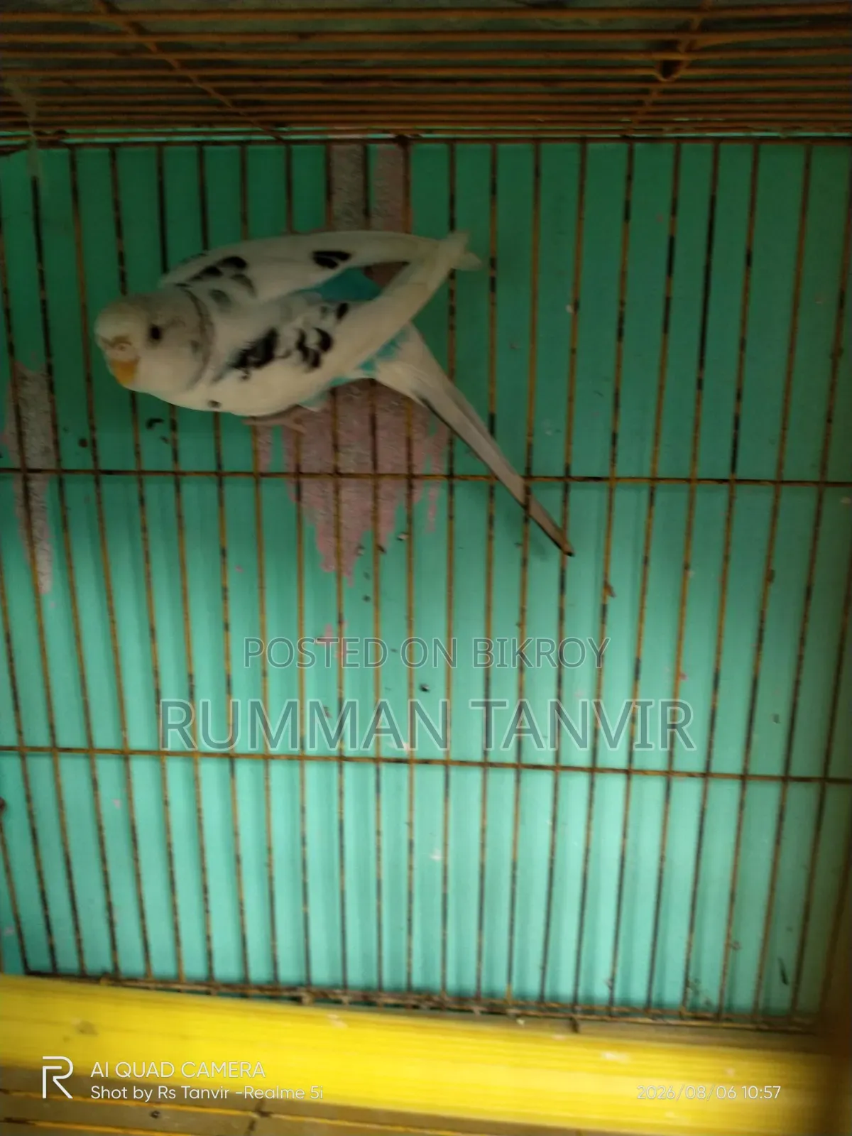 Adult Single Paired Budgerigar