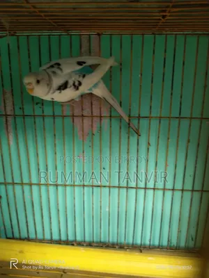 Adult Single Paired Budgerigar