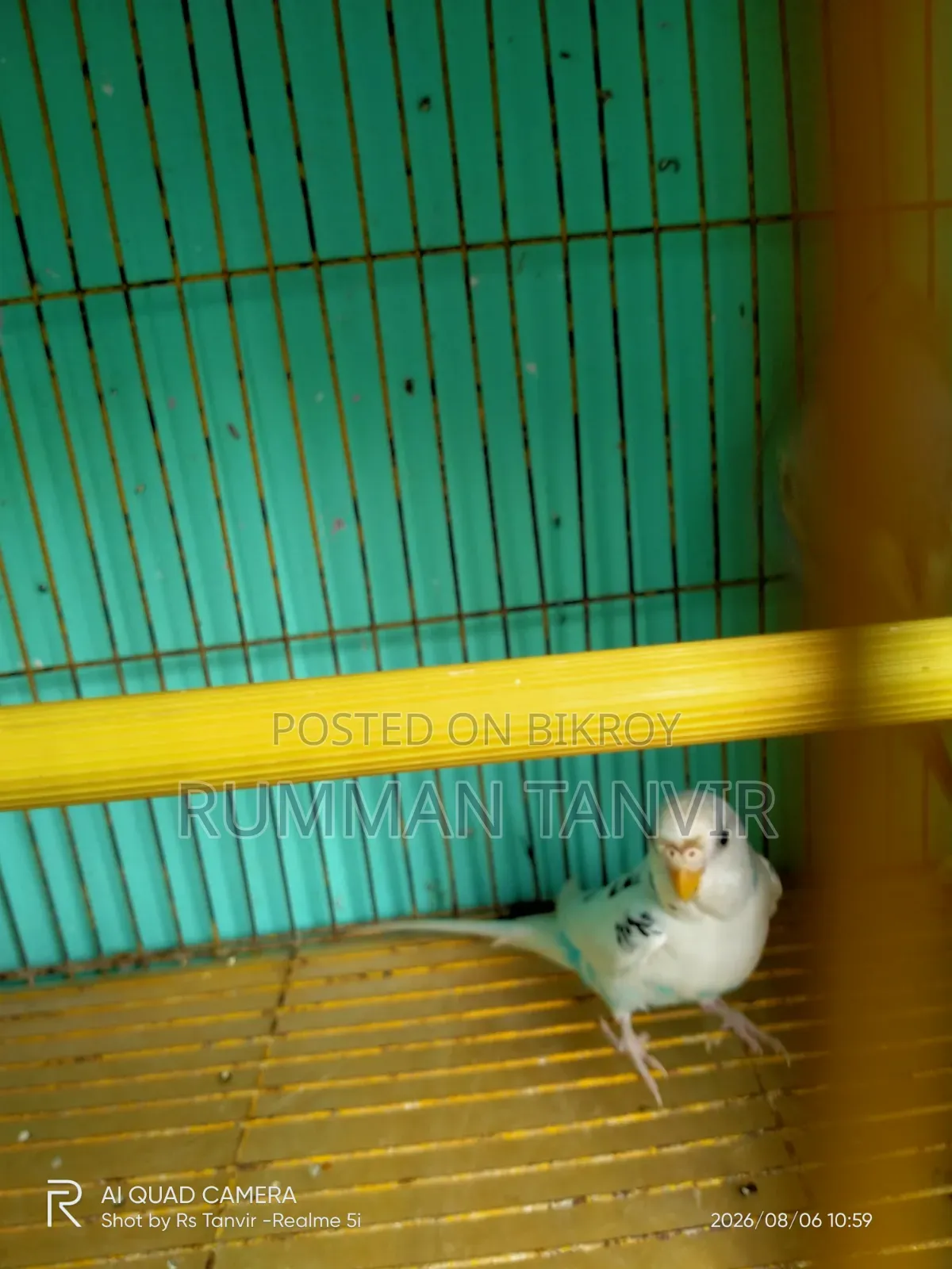 Adult Single Paired Budgerigar