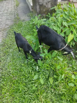 Mother Goat and Her Baby Male Goat