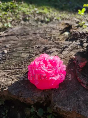 Flowers Rose Candle