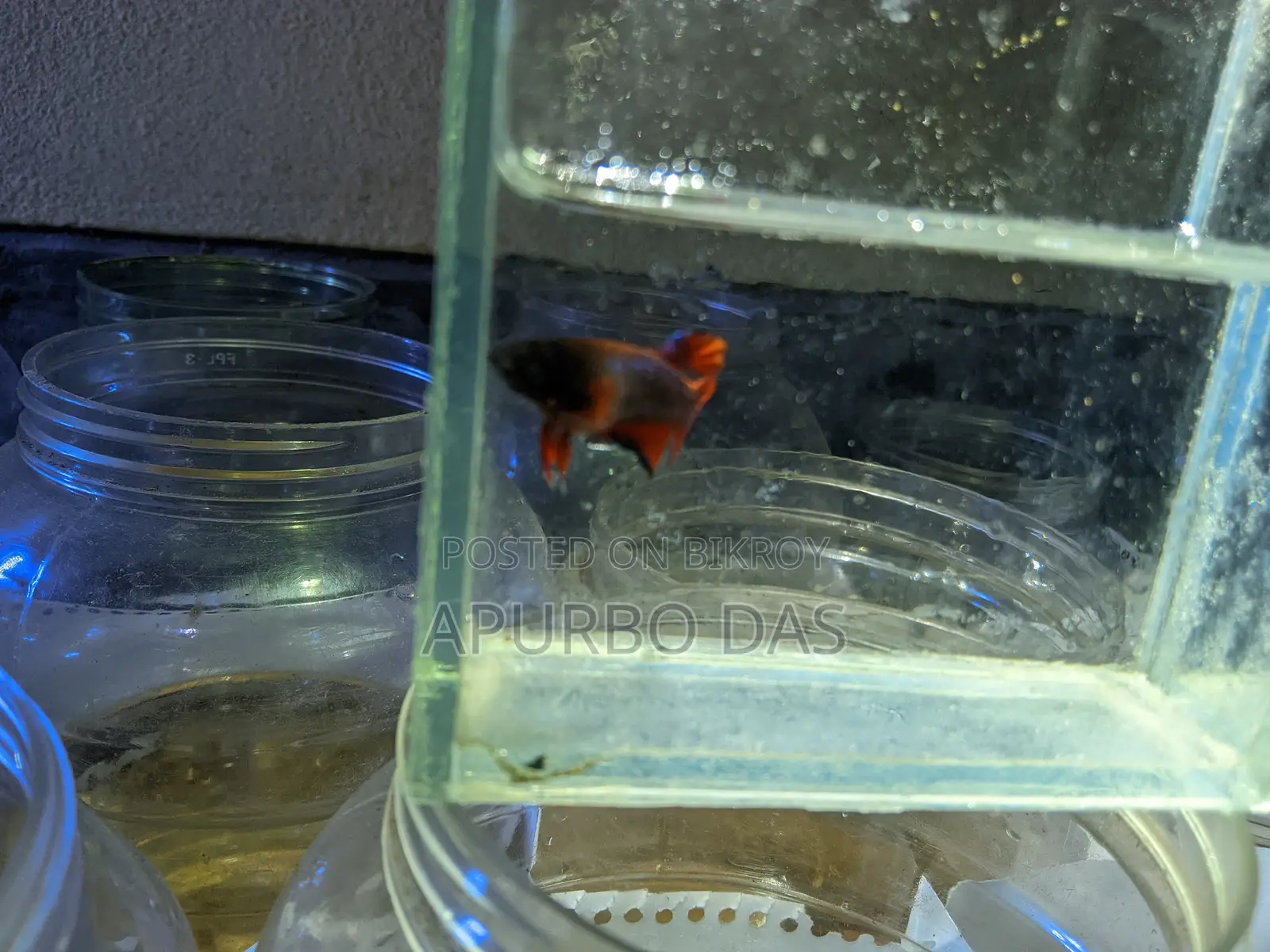 Batte Fish