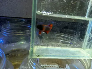 Batte Fish