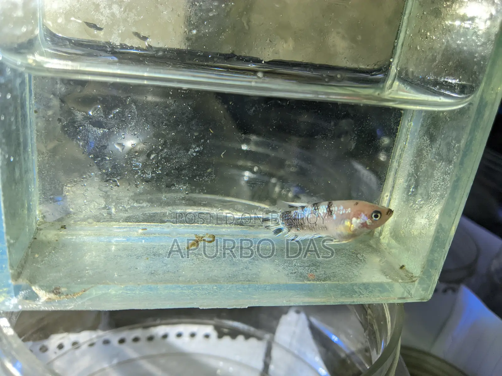 Batte Fish