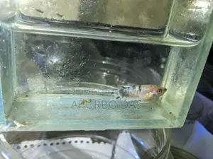 Batte Fish