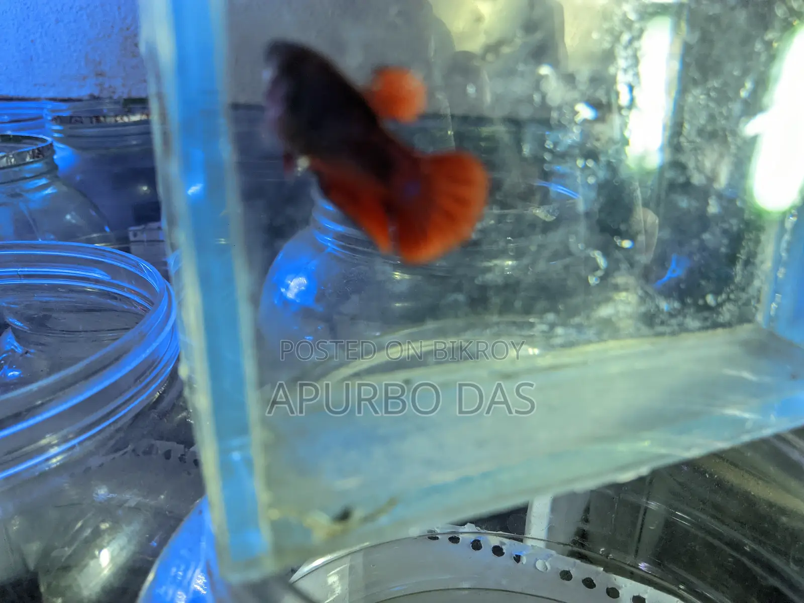 Batte Fish