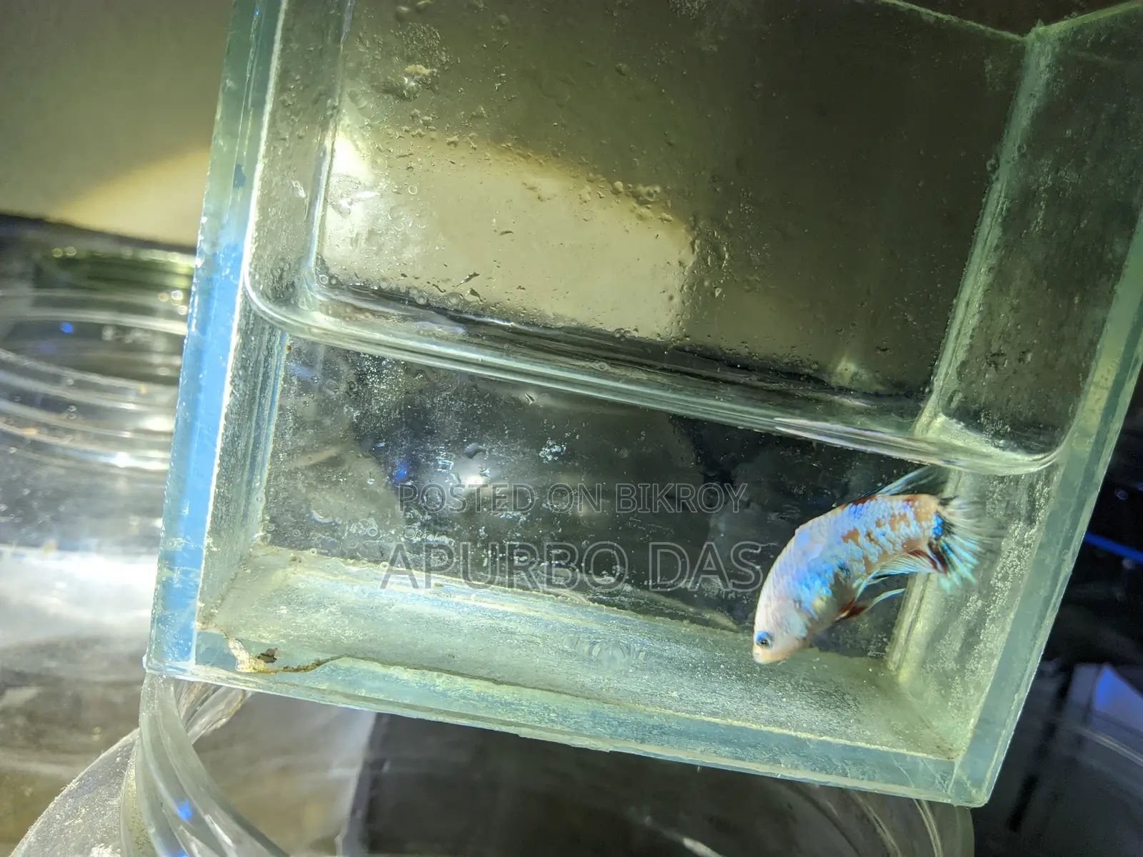 Batte Fish