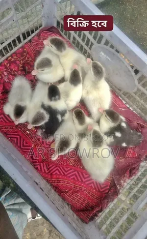 চিনা হাসের বাচচা