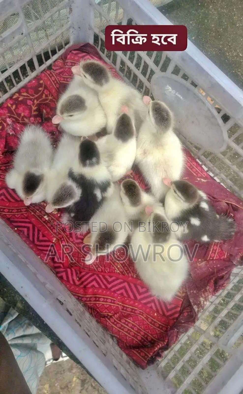 চিনা হাসের বাচচা
