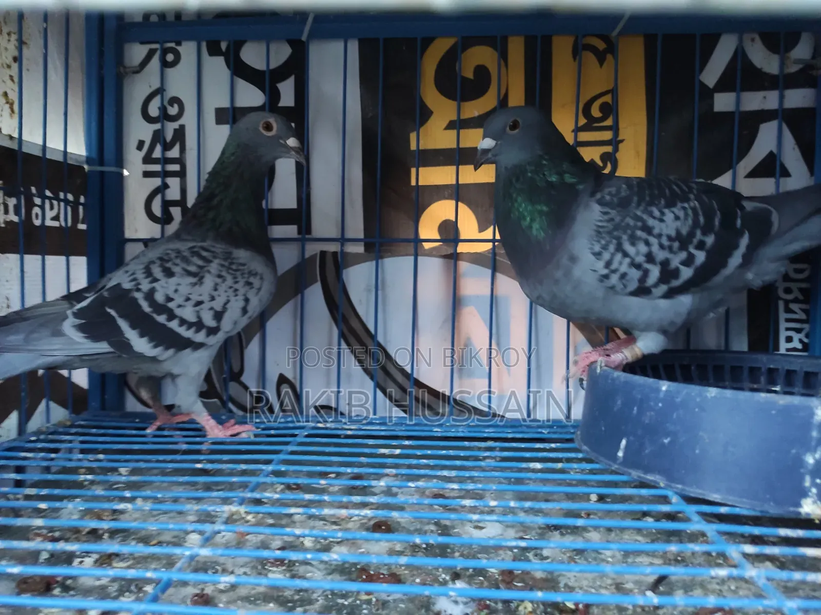 Homeracer Running Pair