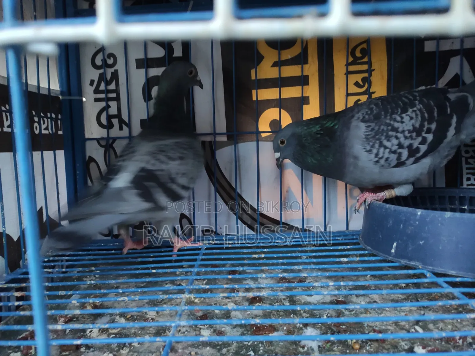 Homeracer Running Pair