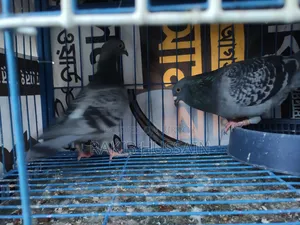 Homeracer Running Pair