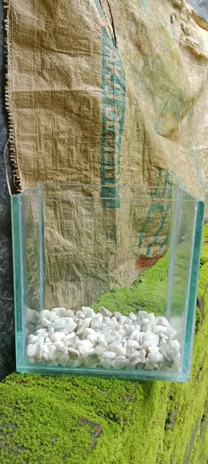 রঙ্গিন মাছের ছোট ট্রে