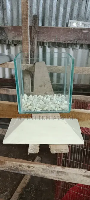 রঙ্গিন মাছের ছোট ট্রে