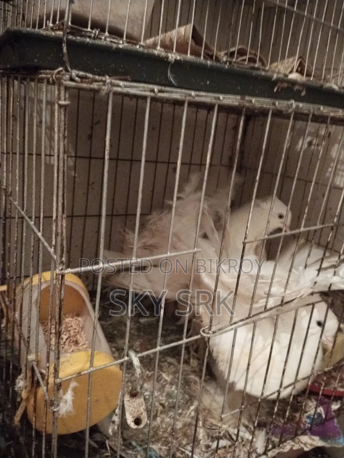 Pigeon For Sale