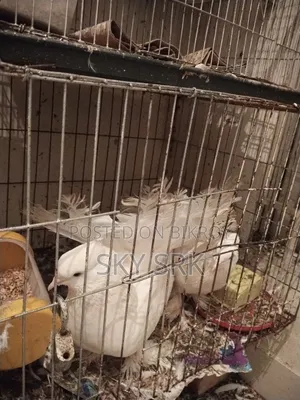 Pigeon For Sale