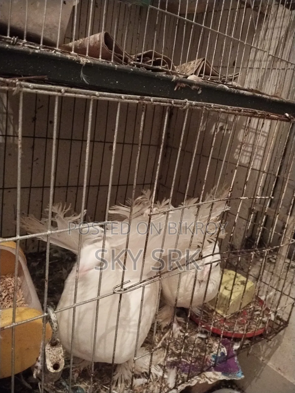 Pigeon For Sale
