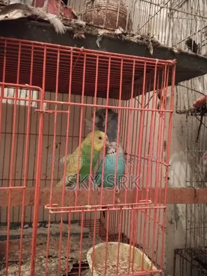 কবুতর সেল
