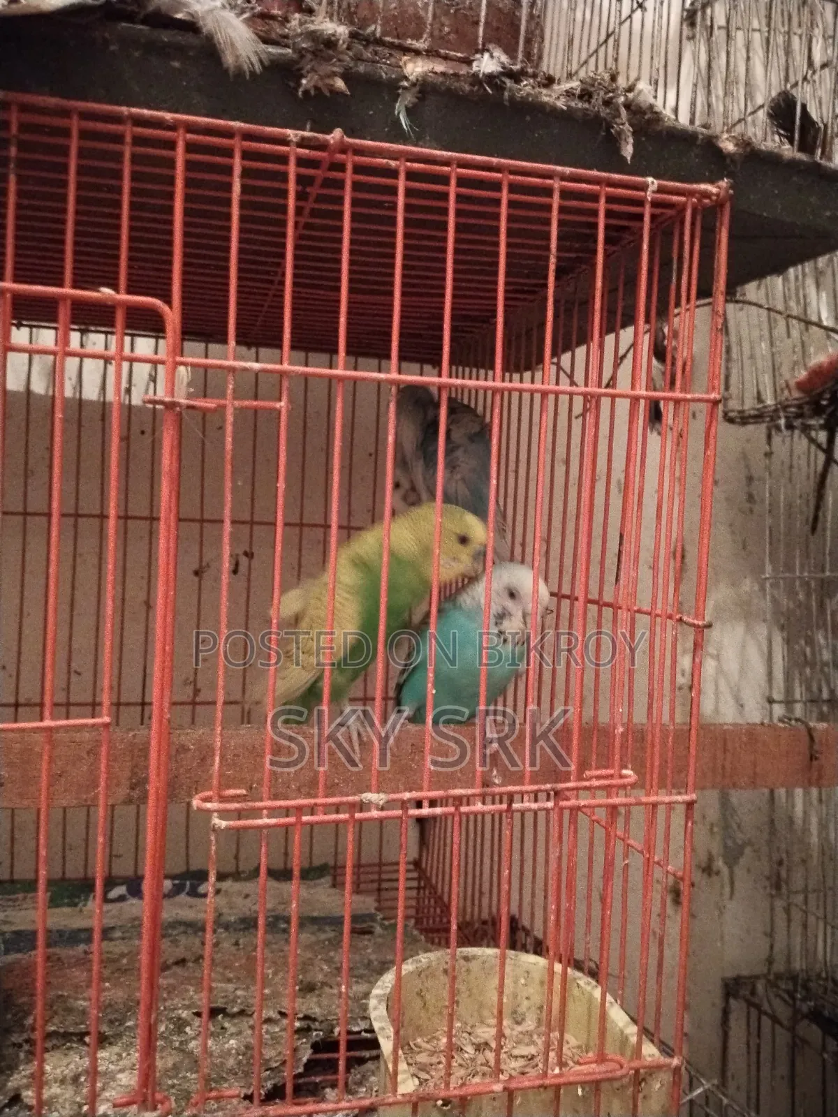 Pigeon For Sale
