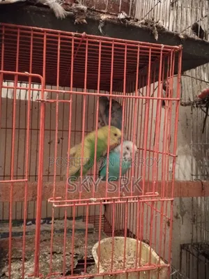 Pigeon For Sale