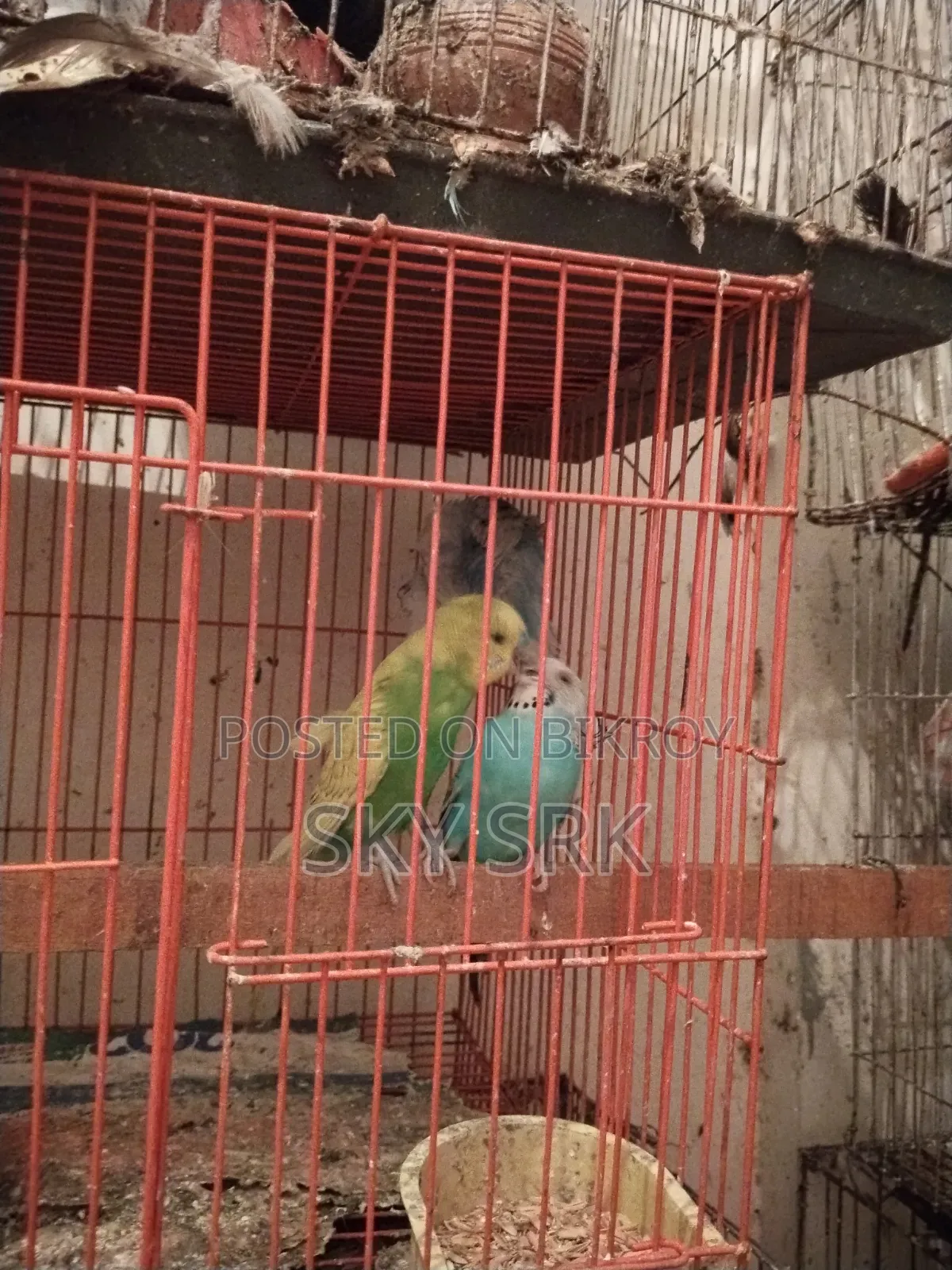 Pigeon For Sale