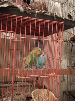 Pigeon For Sale