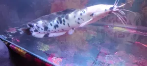 স্পটেড/পাইবাল্ড ওয়াকিং ক্যাটফিশ