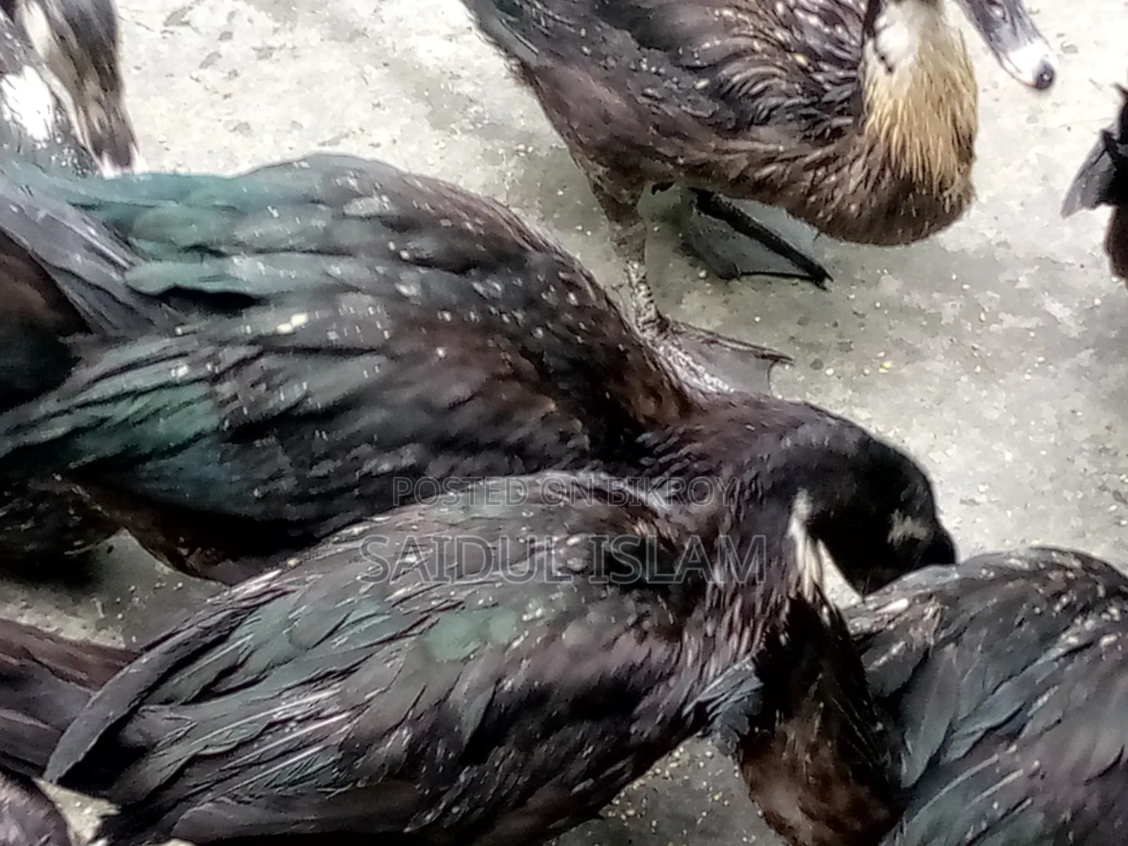 Desi Muscovy Duck for Sale