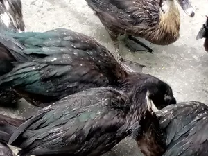 Desi Muscovy Duck for Sale
