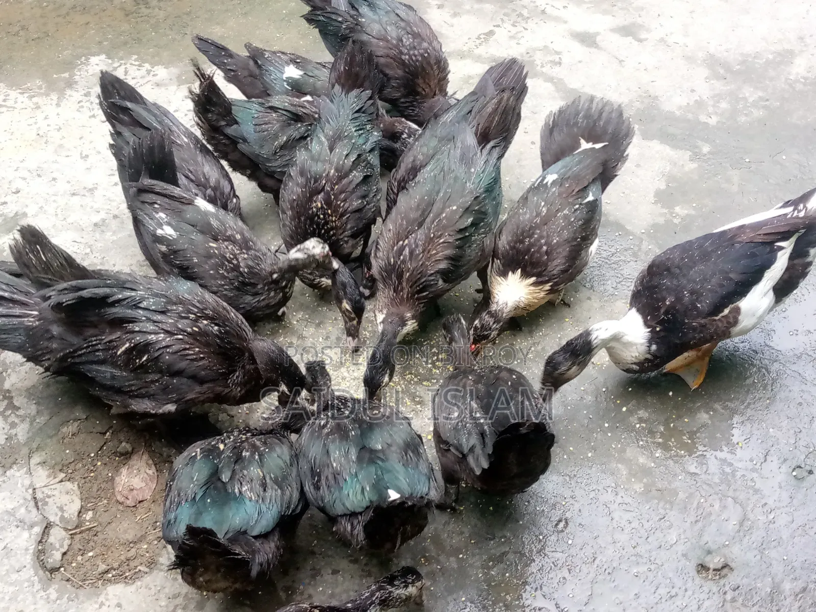 Desi Muscovy Duck for Sale
