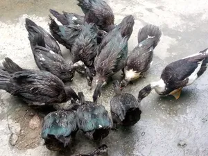 Desi Muscovy Duck for Sale
