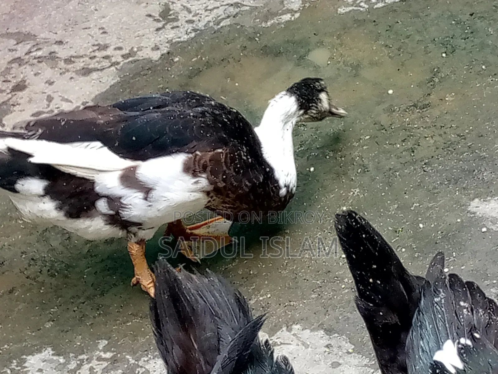 Desi Muscovy Duck for Sale