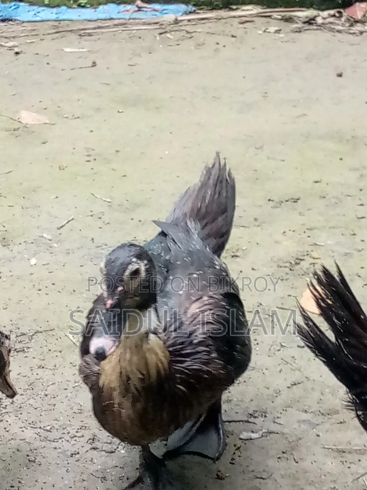 Desi Muscovy Duck for Sale