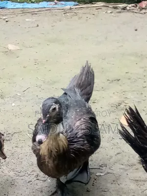 Desi Muscovy Duck for Sale