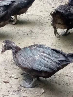 Desi Muscovy Duck for Sale