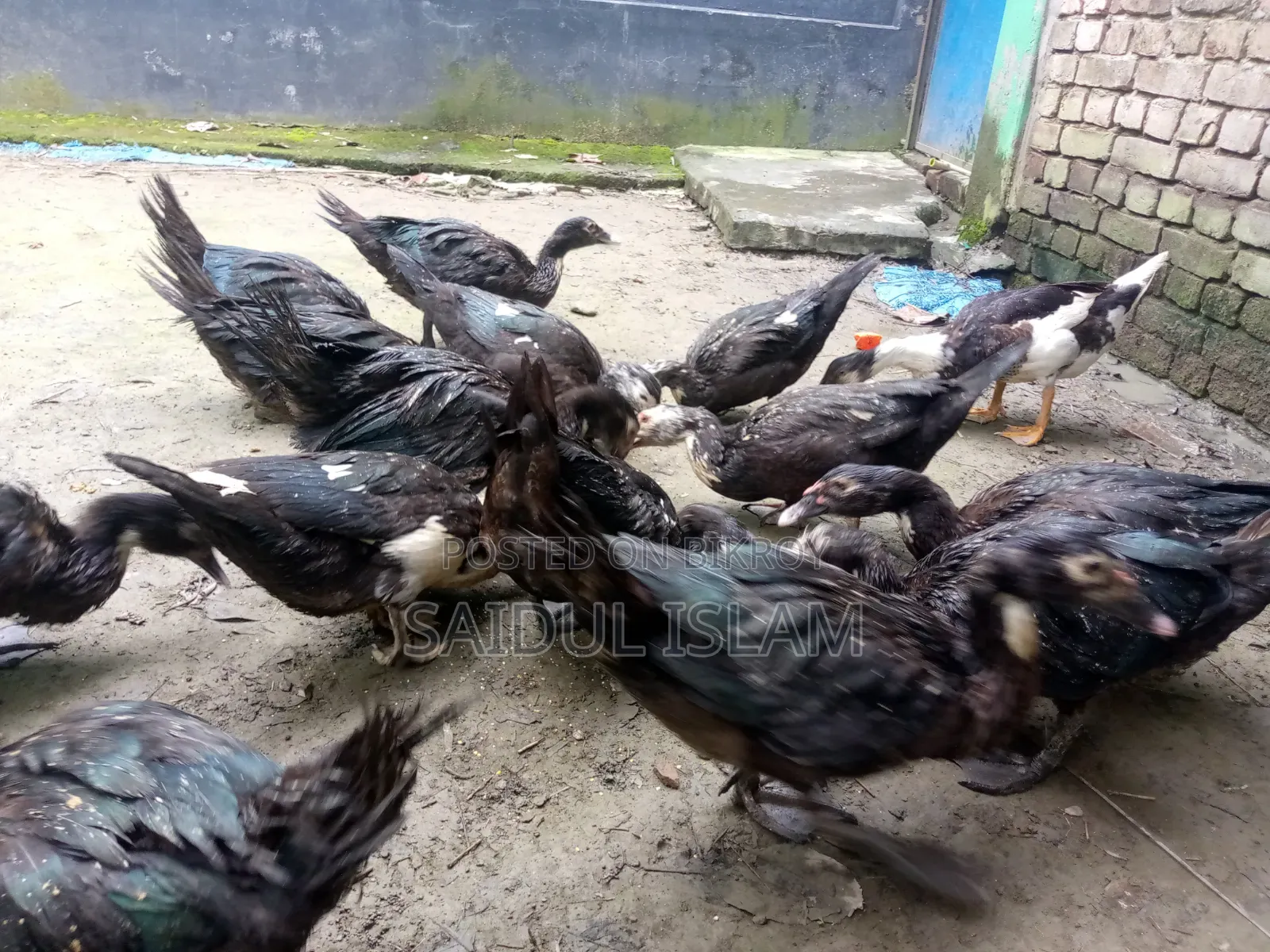 Desi Muscovy Duck for Sale