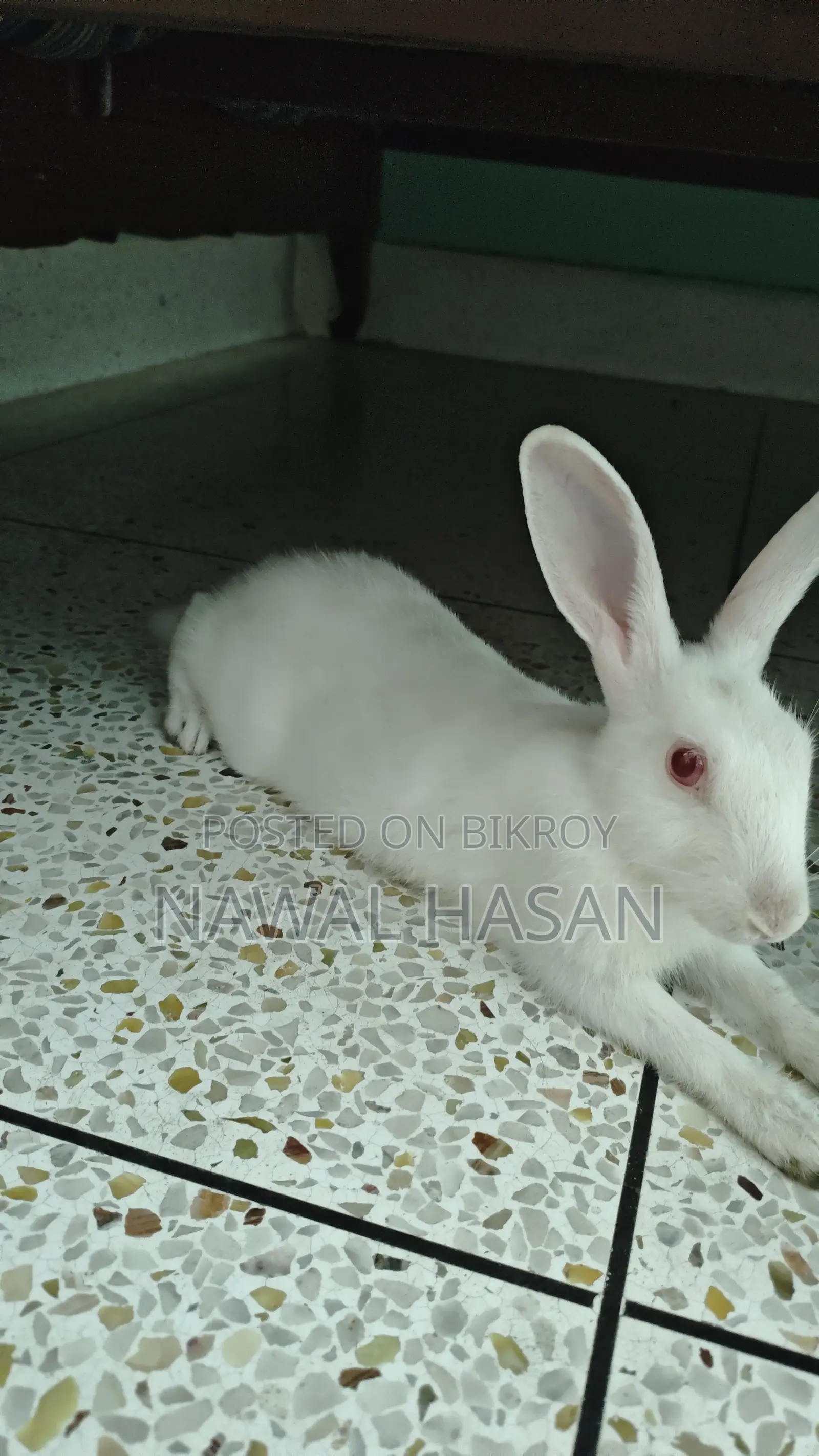 Cute Rabbit (Male)