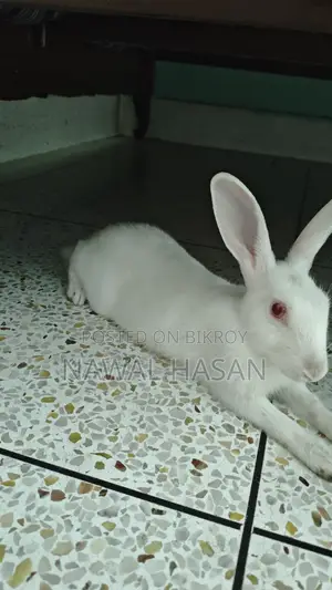 Cute Rabbit (Male)