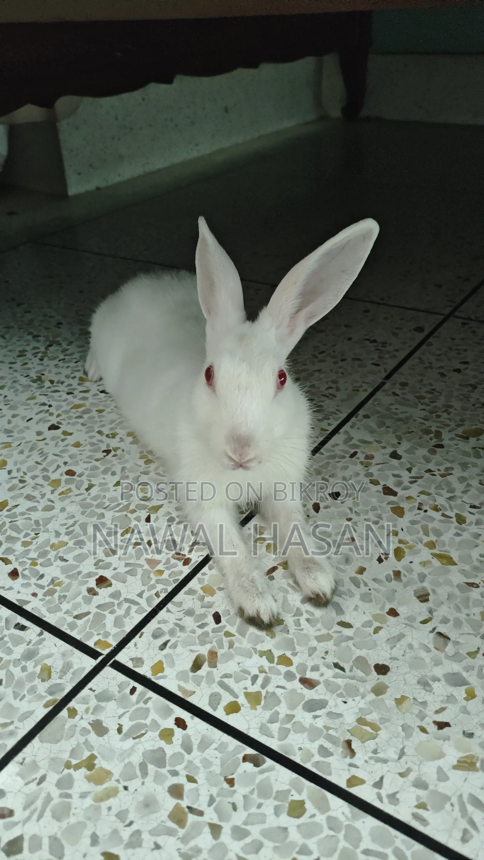Cute Rabbit (Male)